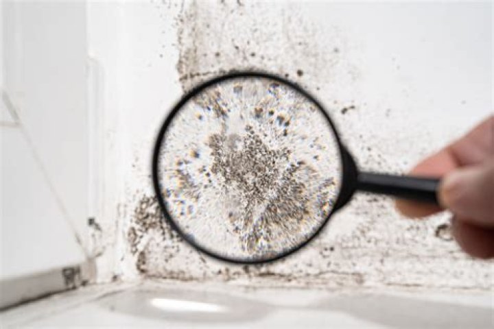 is black mold dangerous