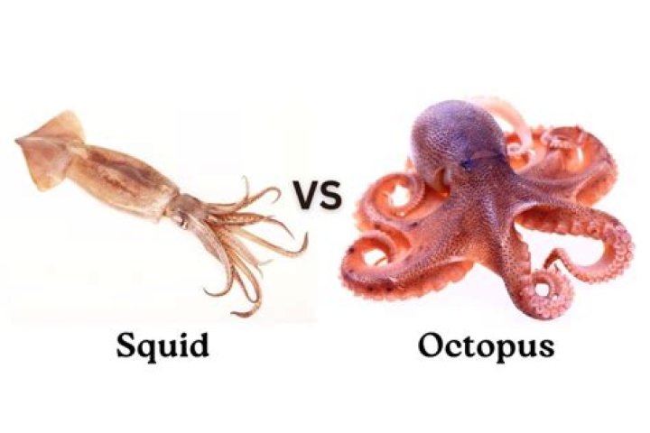 is calamari squid or octopus