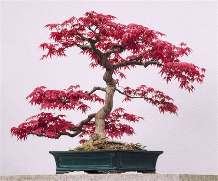 japanese maple bonsai