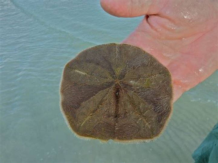 live sand dollar