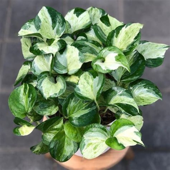 manjula pothos