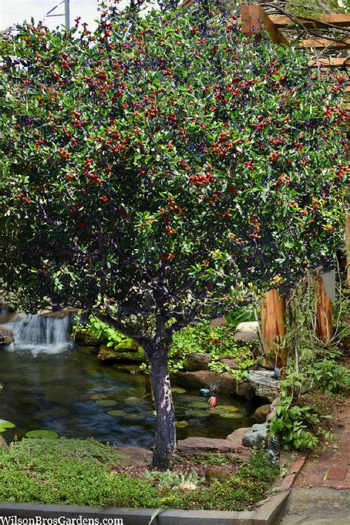 mayhaw tree