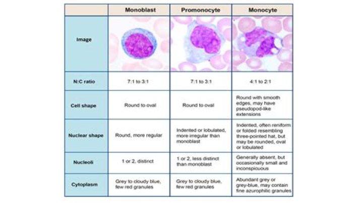 monocytes low