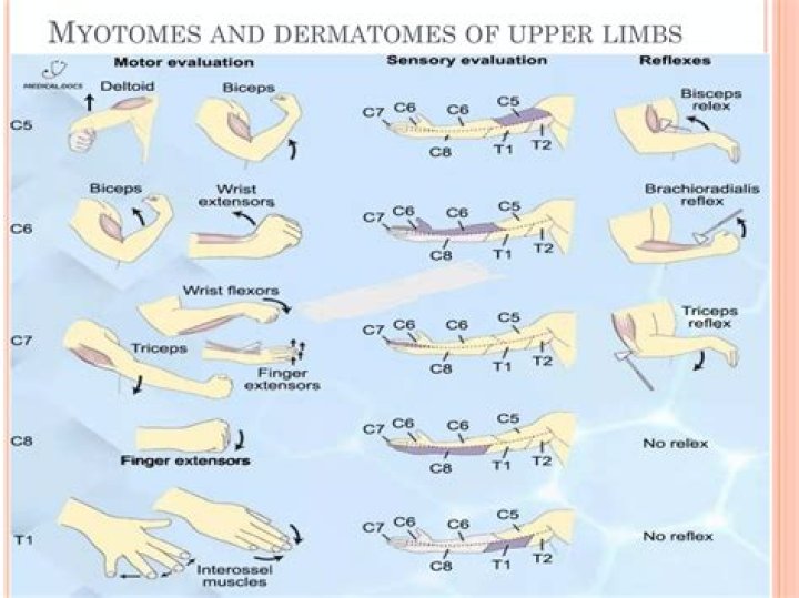 myotomes for locomotion are present in