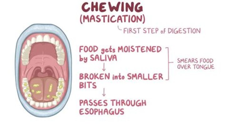 non honing chewing definition