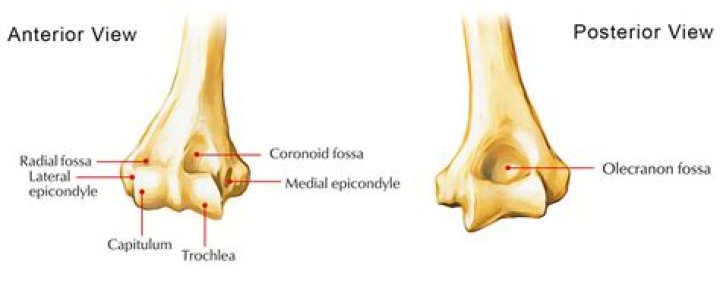 olecranon fossa