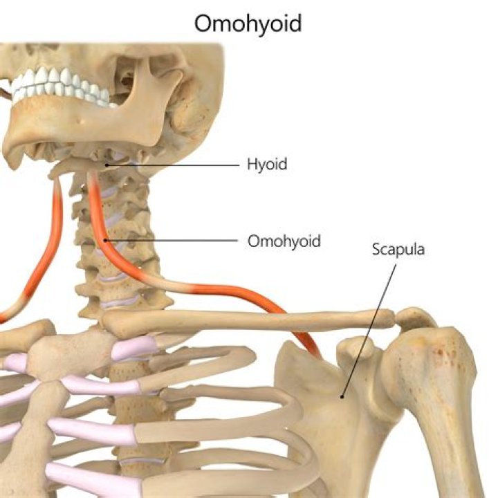 omohyoid