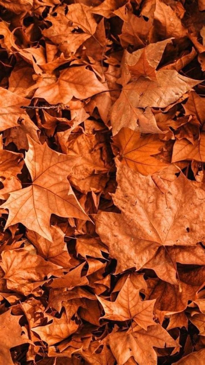 orange leaves