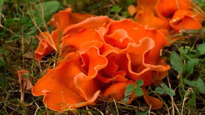 orange mushrooms