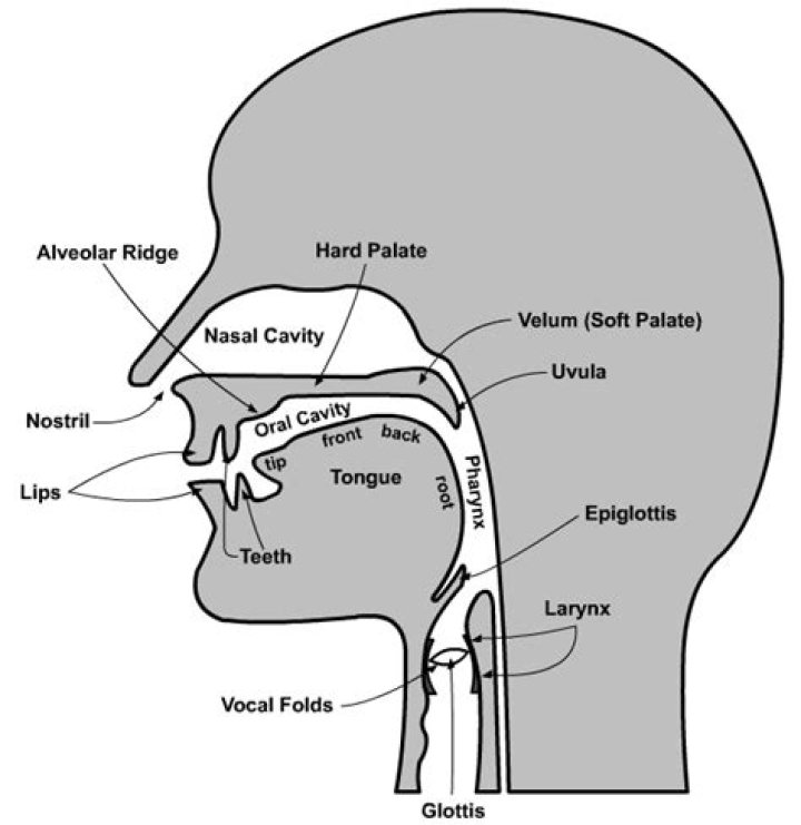 organs of speech