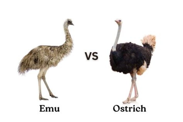 ostrich vs emu