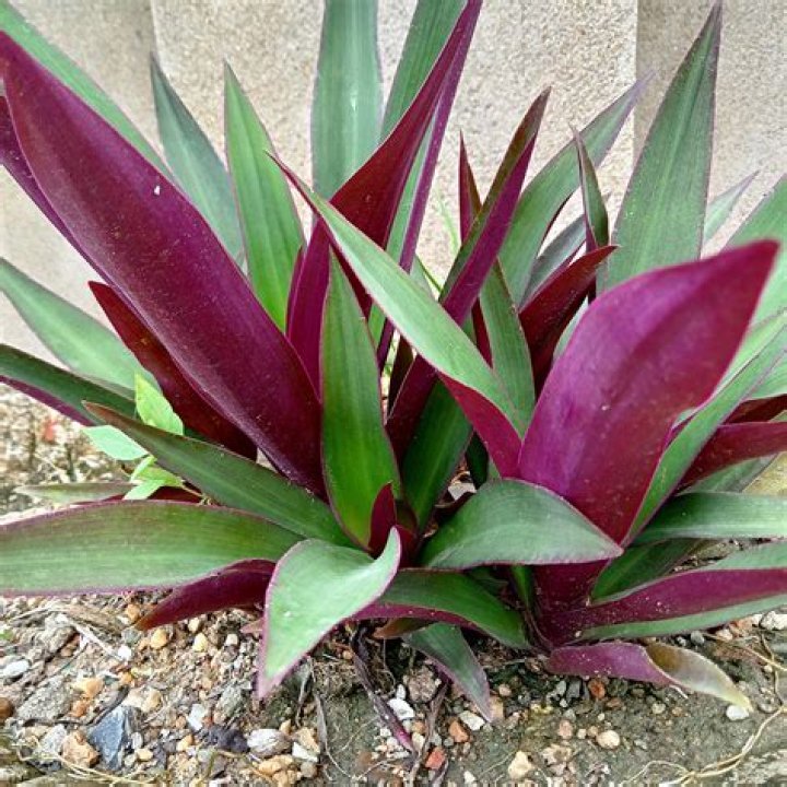 oyster plant