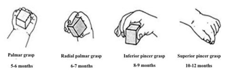 palmar grasp