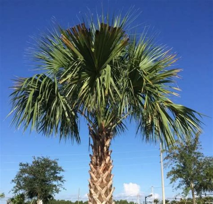 palmetto tree