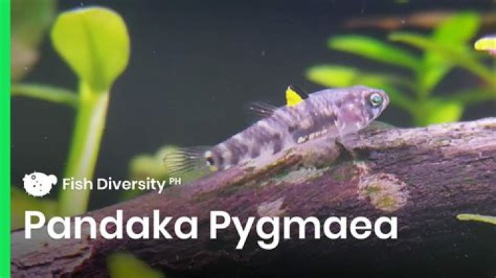 pandaka pygmaea