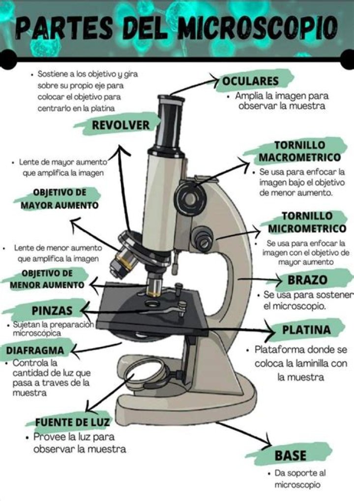 partes del microscopio