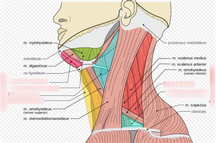 parts of the neck