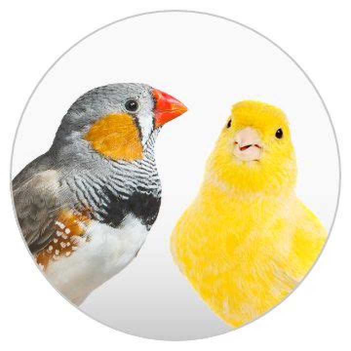 petsmart birds