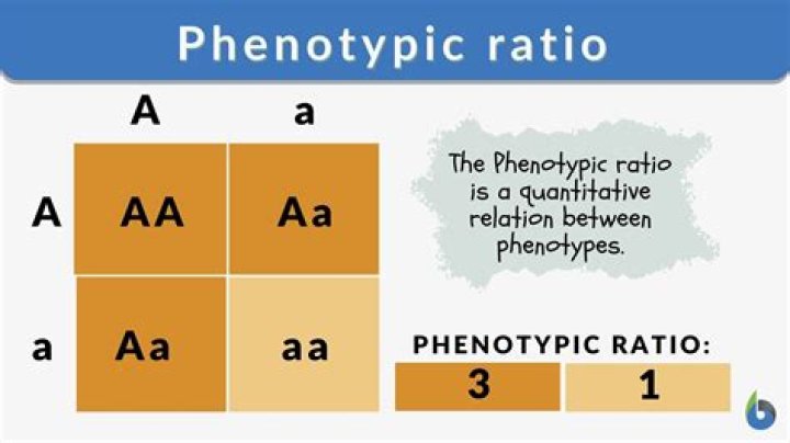 phenotypic ratio