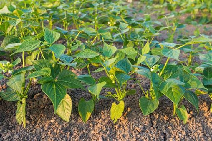 pinto bean plant