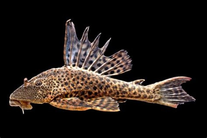 plecostomus