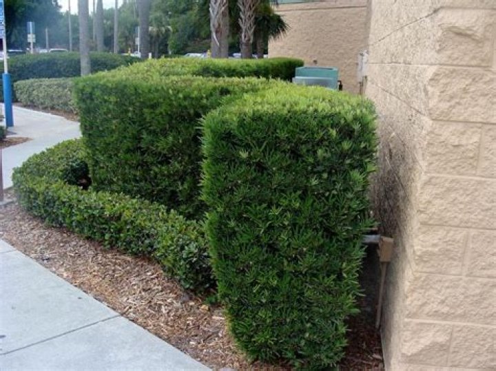podocarpus hedge