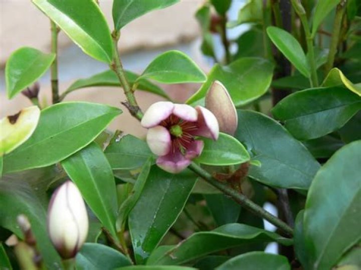 port wine magnolia