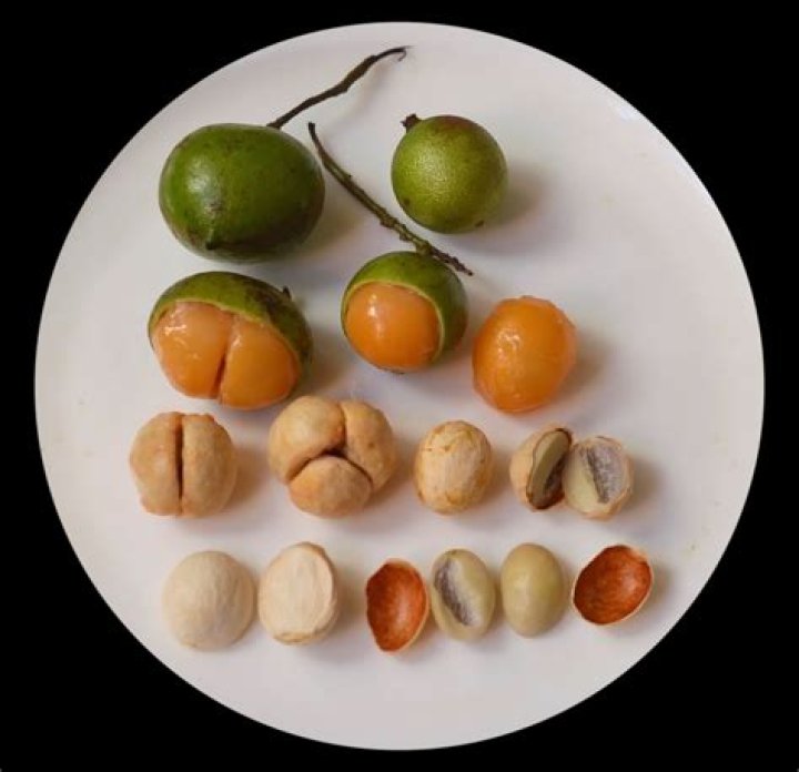 quenepas