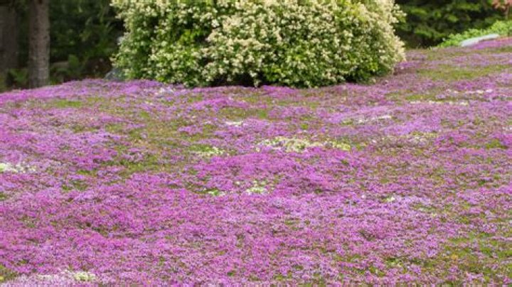 red creeping thyme lawn