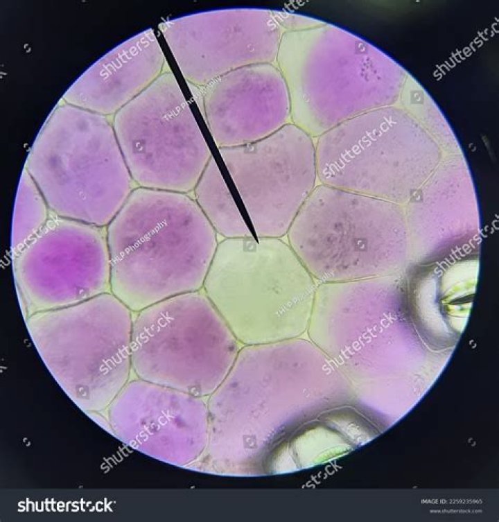 rheo leaf
