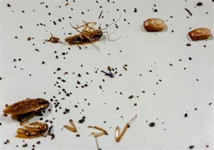 roach droppings