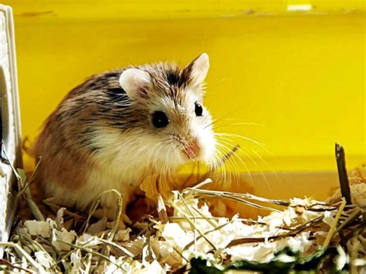 robo hamster