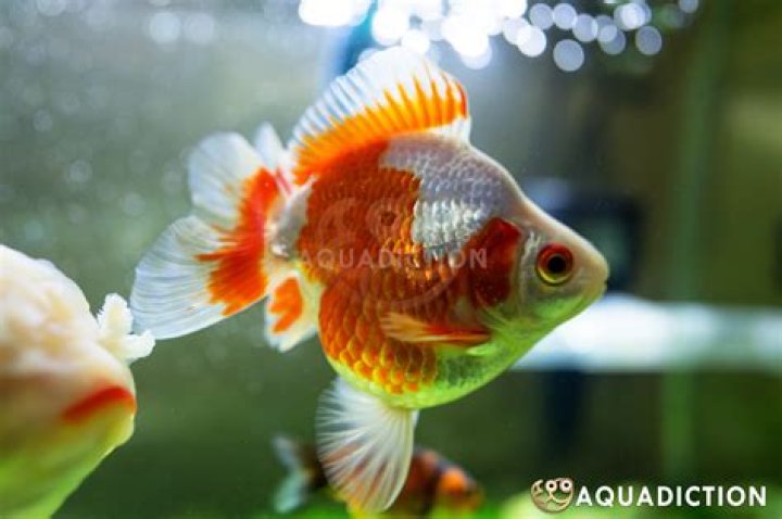 ryukin goldfish