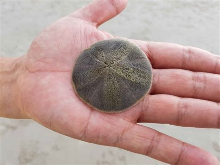 sand dollar alive