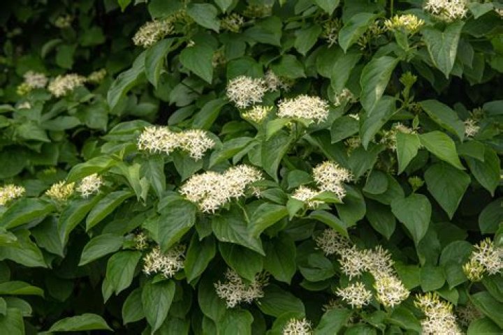silky dogwood