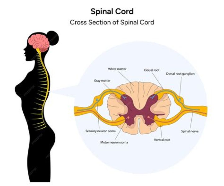 spinal cord cross section