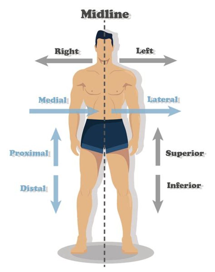 superior medical term