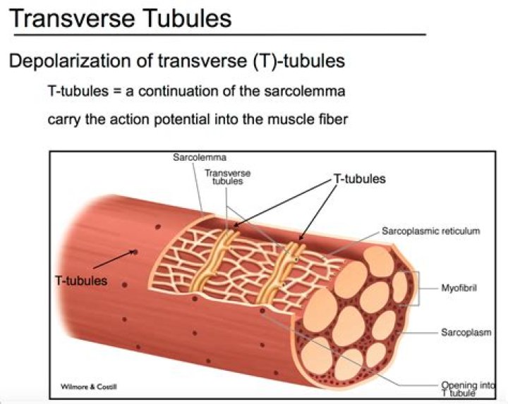 t tubules
