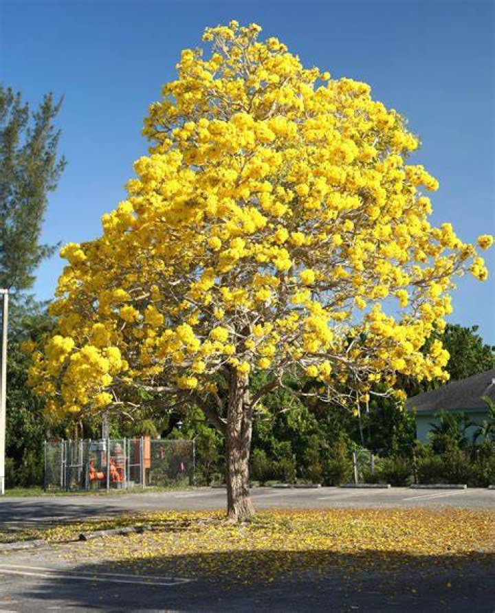 tabebuia tree