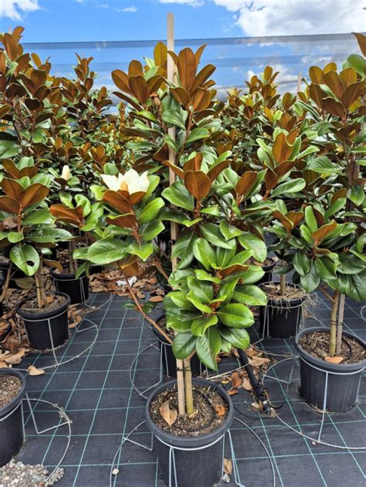 teddy bear magnolia