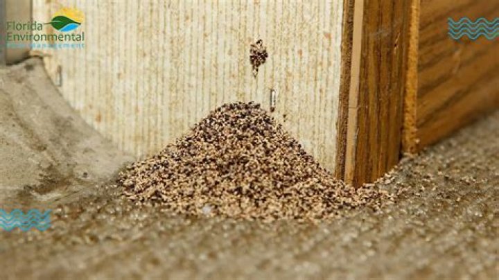 termite poop