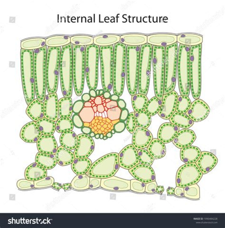 the internal structure of a leaf