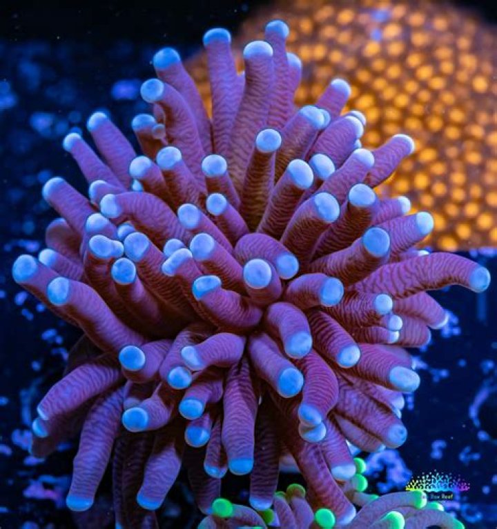 torch coral