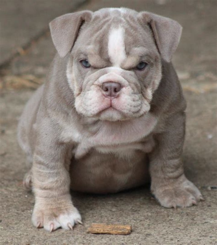 toy bulldog