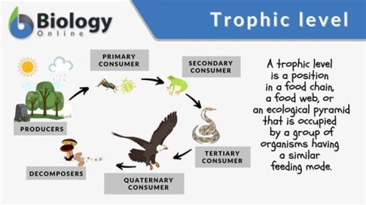 trophic level definition