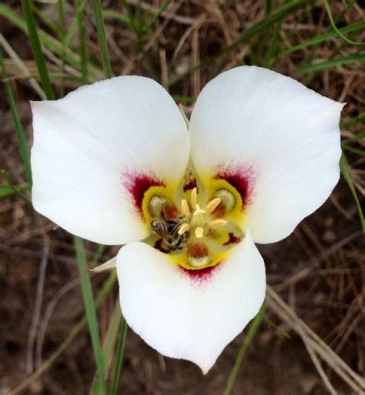 utah state flower