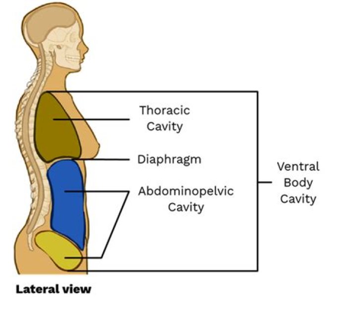 ventral cavity