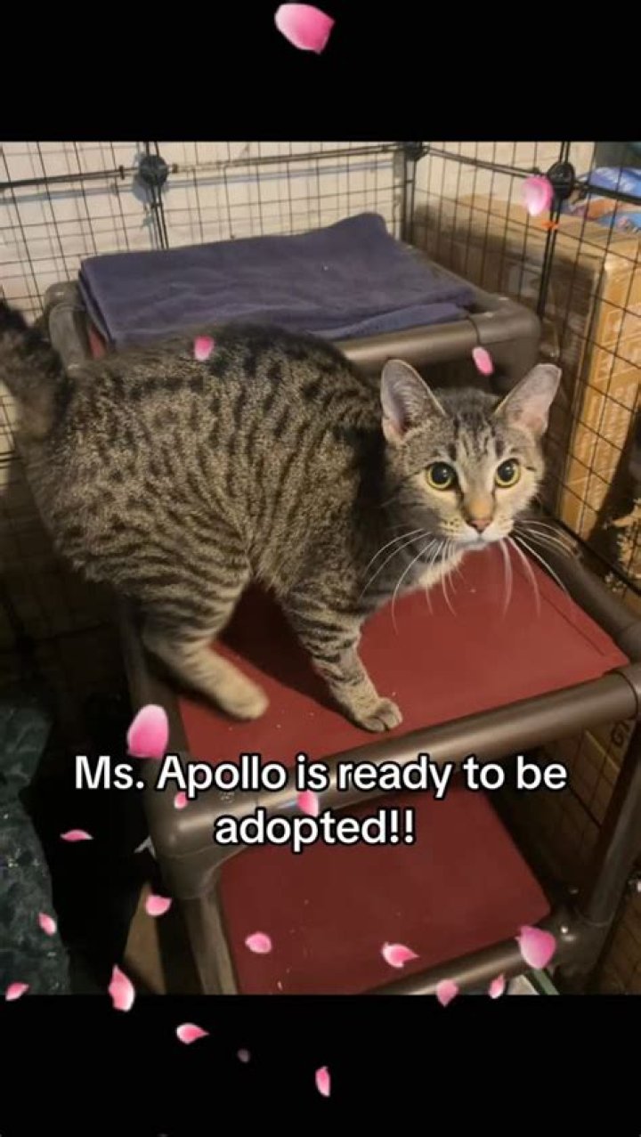 was poe ever formally adopted