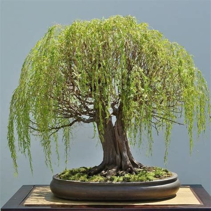 weeping willow bonsai