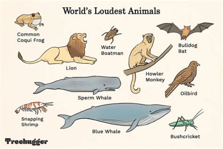 what animal produces the loudest sound?